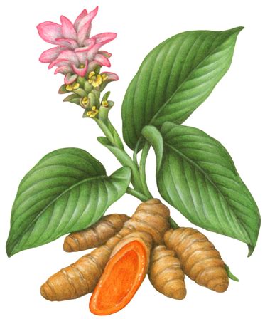 A Piece Of Curcumin Natural Illustration In Turmeric Plant