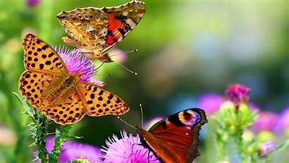 Desktop Backgrounds Butterfly Wallpapers 1080 4k Amazing