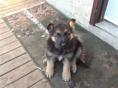 German Shepherd Puppies Reduced Price For Sale In Beaumont Alberta