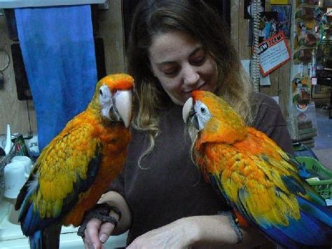 Talking Macaw Parrots For Sale For Sale In Los Angeles