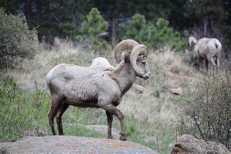 Wildlife Spotting In Rocky Mountain National Park Lonely Planet