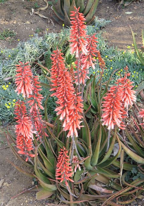Aloe Safari Rose Distributed By Concept Plants And Created By De Wet