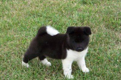 Browse our listings of reputable breeders in pa, ohio and more. Dogs - Alice, TX - Free Classified Ads
