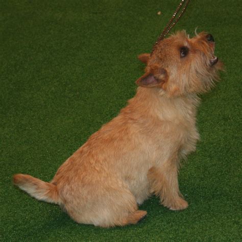 Norwich Terrier Information - Dog Breeds at thepetowners