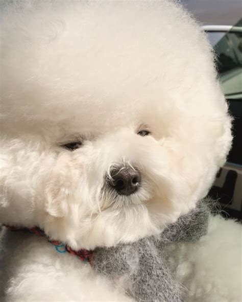 See This Instagram Video By Bichontori 118k Likes Bichon Frise