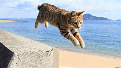 ‘flying Cats Heres A Book All About Them Scitech Gma News Online