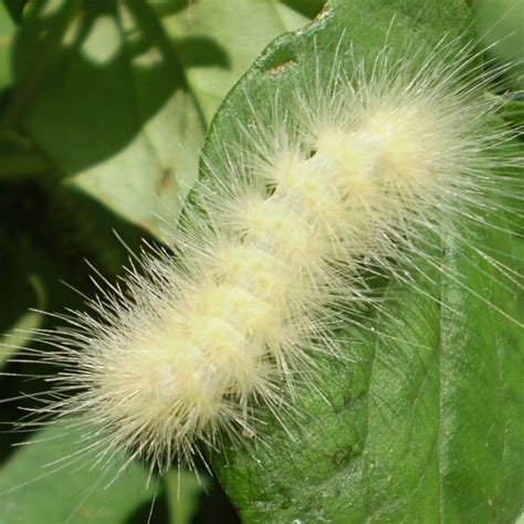 A White Fuzzy Caterpillar Cottonmouth Creek