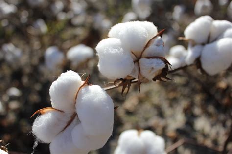 Cotton Wallpapers High Quality Download Free