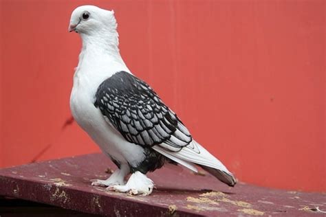 15 Most Popular Pigeon Breeds Tail And Fur