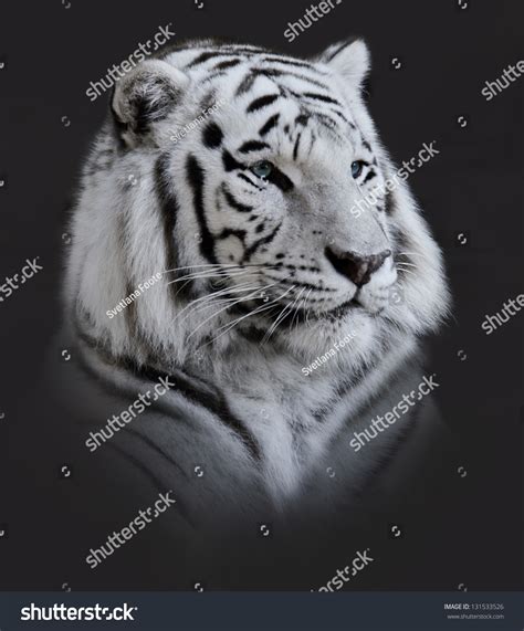 White Tiger Portrait On Dark Background Stock Photo 131533526