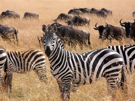 Zebra In The Savannah Of Kenya Stock Photo Image Of Safari Zebra