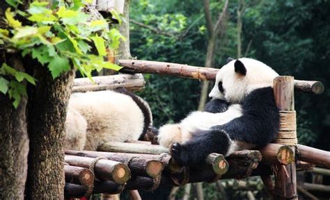 Panda Tour In Chengdu My Trip To Chengdu Panda Base