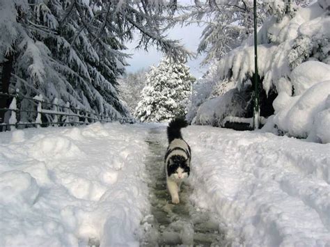 A White Christmas With Cats And Dogs Poisoned Pets Pet Food Safety News