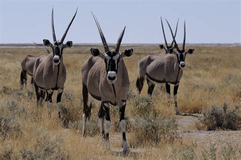 Scientists wind back the clock 1000 years to study African wildlife