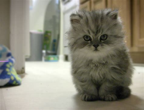 Inspirasi Desain Rumah Modern Untuk Kucing Kesayangan - Model dan