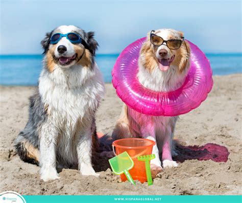 Top 10 Usa Beaches That Allow Dogs Dog Beach Dog Friendly Beach Dog