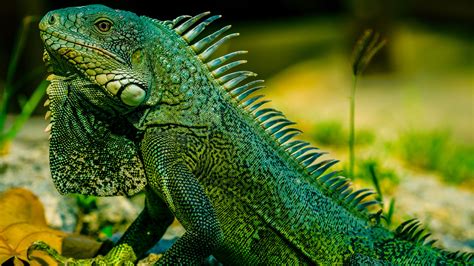 Download Wallpaper 3840x2160 Iguana Reptile Lizard Green Blur 4k