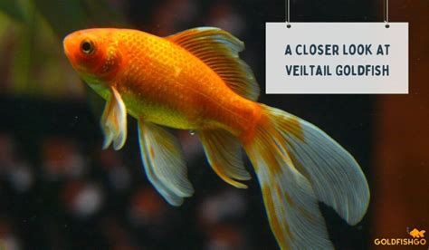 A Closer Look At Veiltail Goldfish Characteristics Lifespan And Care Tips