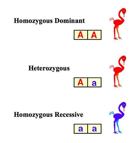 The genotype for one trait decides what phenotype it produces. Genotype | Biology resources, Genetics, Study guide