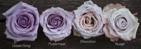 The Lavender And Purple Rose Study Flirty Fleurs The Florist Blog