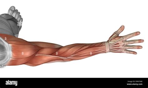Arm Muscle Structure