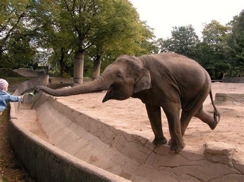 Feeding The Elephant Rofl Zoo Daily Funny Animal