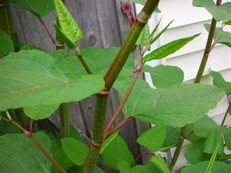 Japanese Knotweed How Much An Invasion Could Cost You Cornwall Live