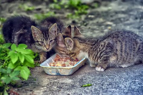 feeding stray cats … cruel or kind ten lives