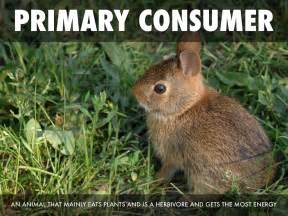 Primary consumer animals