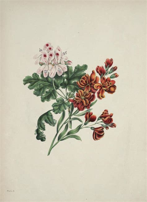 the beauties of flora with botanic and poetic illustrations being a selection of flowers