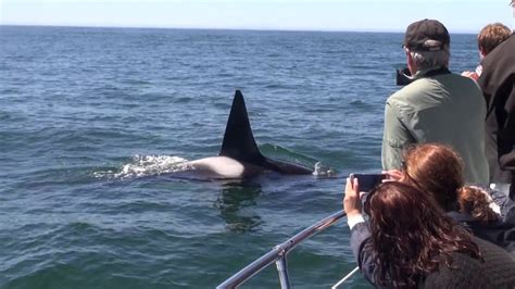 Killer Whales Kill A Gray Whale Calf Monterey Bay Youtube