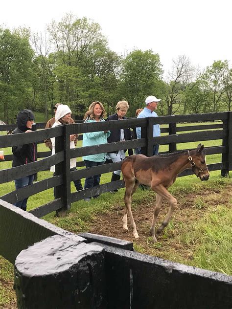 Book Kentucky Derby 2019 Tours To Bourbon Distilleries And Horse Farms