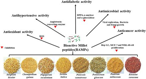 Health Promoting Biological Activities Of Bioactive Millet Peptides