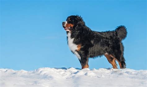 Bernese Mountain Dog Breed Information And Owners Guide All Things Dogs