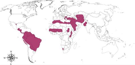 Geographical Distribution Of Cutaneous Leishmaniasis And Pathogenesis Intechopen