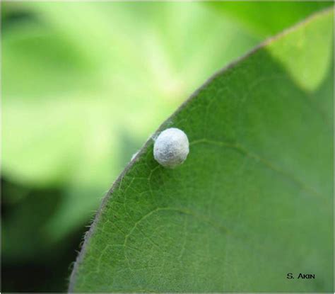 Temperate Climate Permaculture Beneficial Insects Lacewings