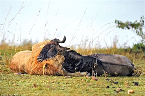 Lion Kills Wildebeest In Brutal Battle That Lasted Less Than A Minute