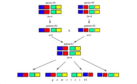 Process And Consequence Of Hybridization Between Two Species