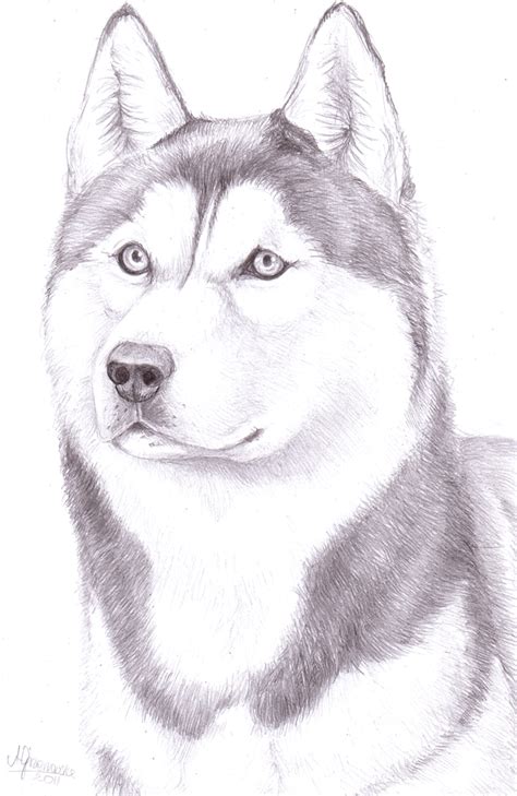 Husky Drawing Pencil Sketch Colorful Realistic Art Images Drawing