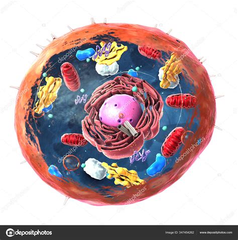 Componentes Células Eucariotas Núcleos Orgánulos Membrana Plasmática