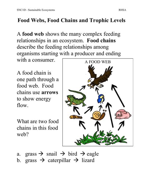Food Chain Trophic Levels Ppt Food Chains Trophic Lev