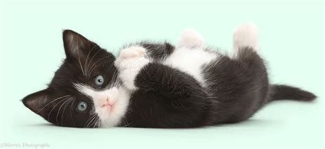 Black And White Kitten Lying On His Back And Looking Cute Photo Wp
