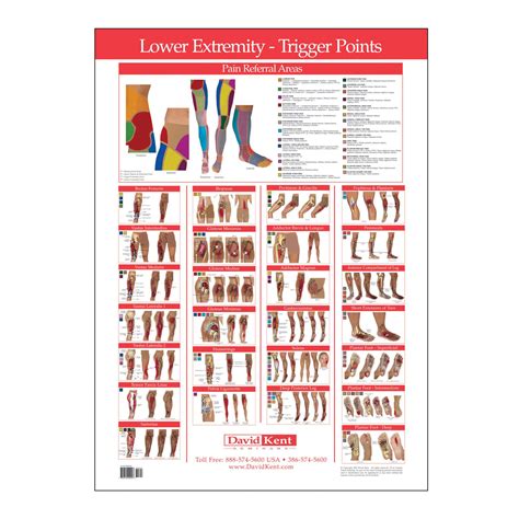 trigger point chart lower extremity therapy charts