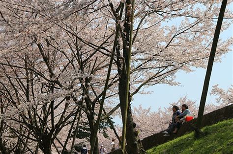 Cherry Blossom Report 2014 Kyoto Report