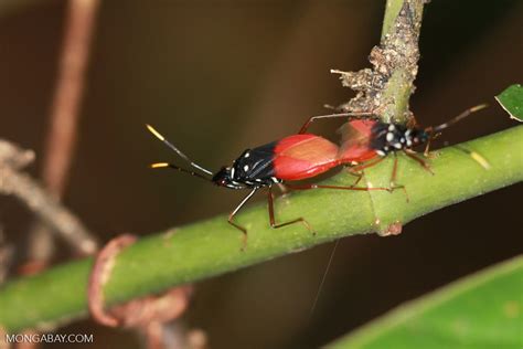Red And Black Bugs Mating