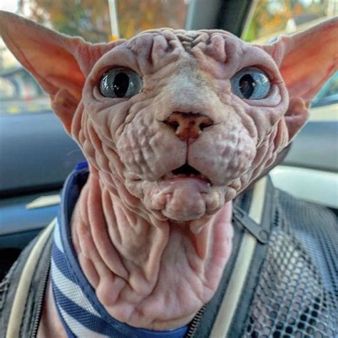 Check Out These Devious Looking Hairless Wrinkly Cats Demotix