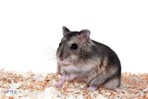 Chinese Dwarf Hamsters The Complete Guide Facts Checklist