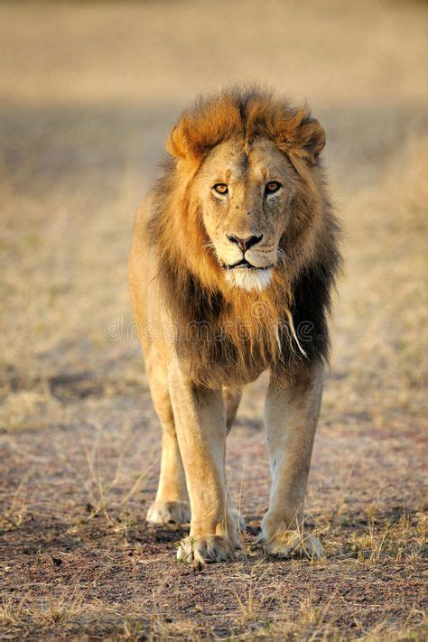 Lion Male Lion Standing Up Front Ad Male Lion Front