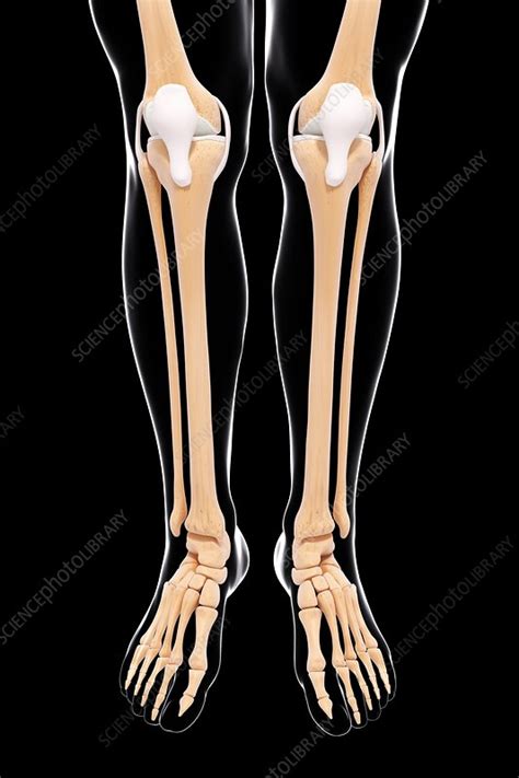 Human Leg Bones Artwork Stock Image F0074148 Science Photo Library