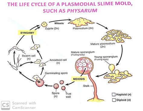 Life Cycle Of A Plasmodial Slime Mould Such As Physarum